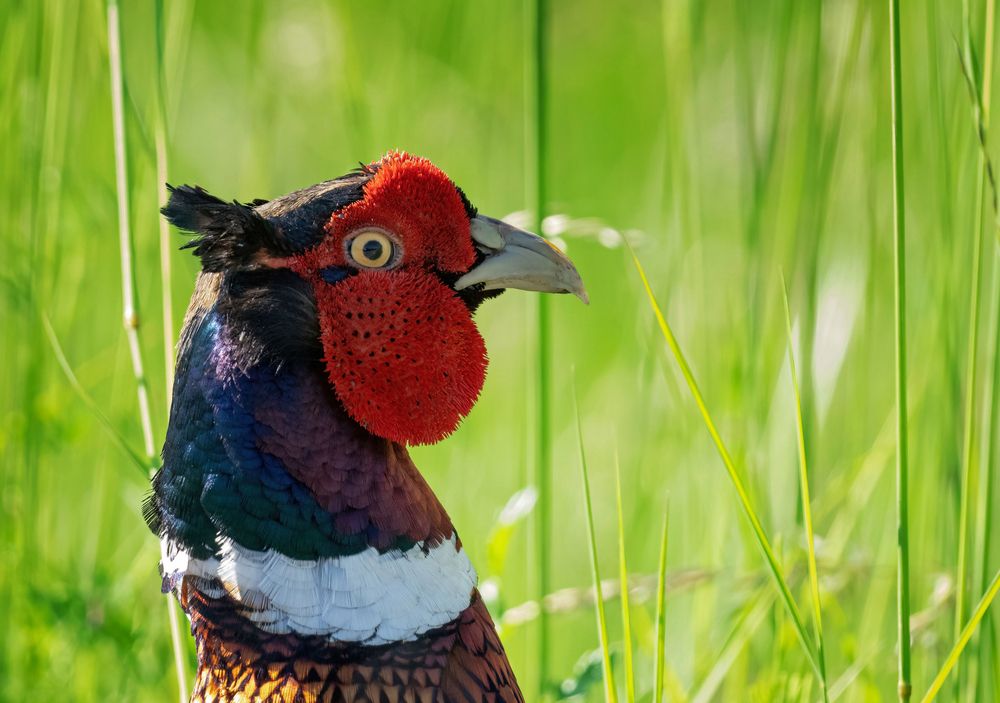 Photograph by Allan Wallberg