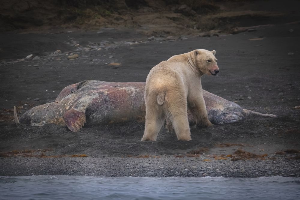 Фотография автора Лаврентьев Александр