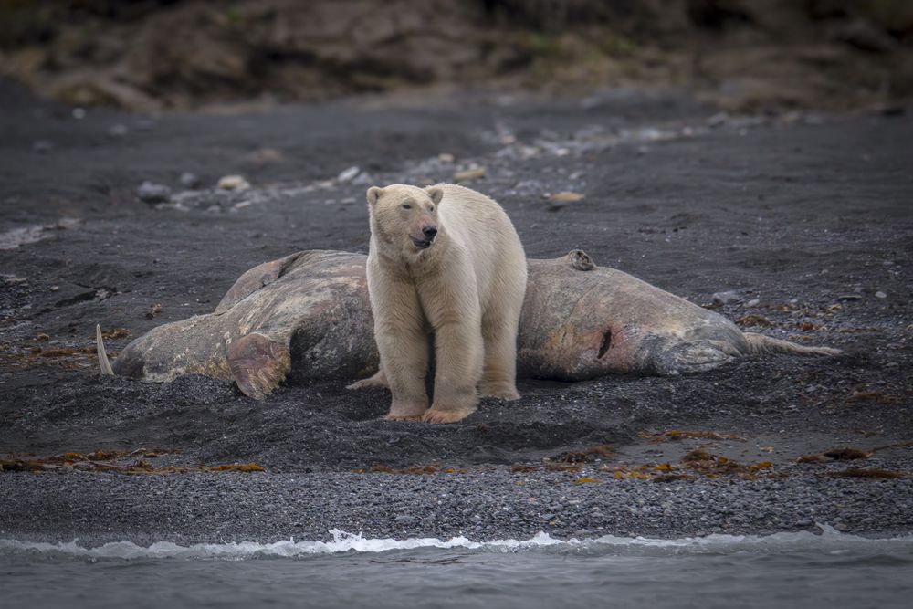 Жду вас в гости на моржа