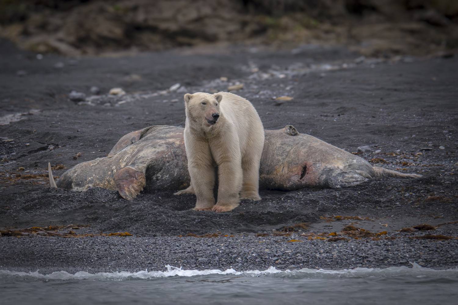 Жду вас в гости на моржа