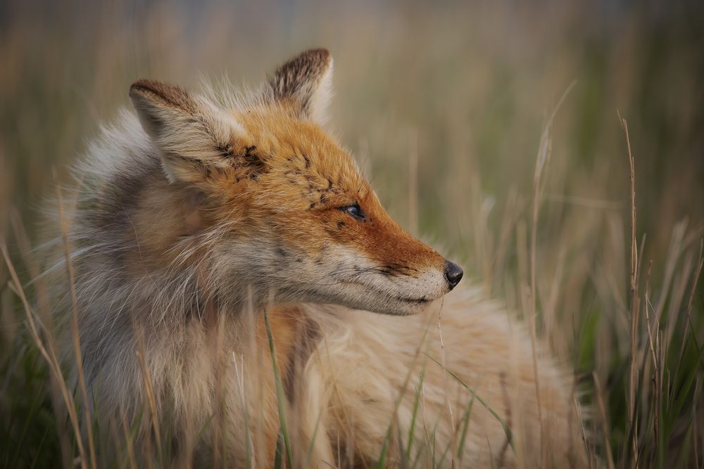 Патрикеевна