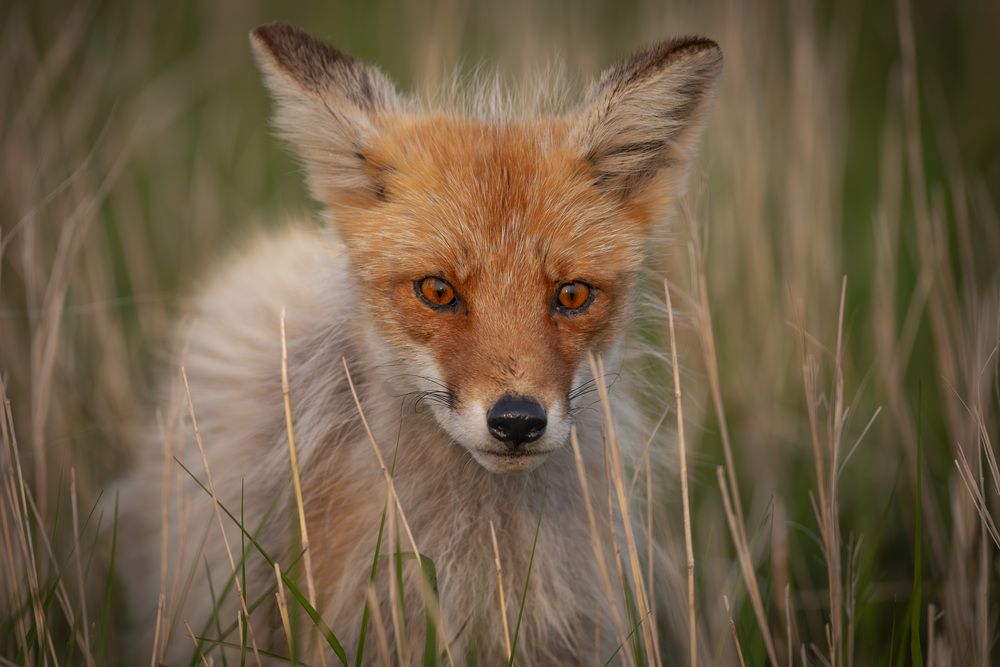 Фотография автора Лаврентьев Александр
