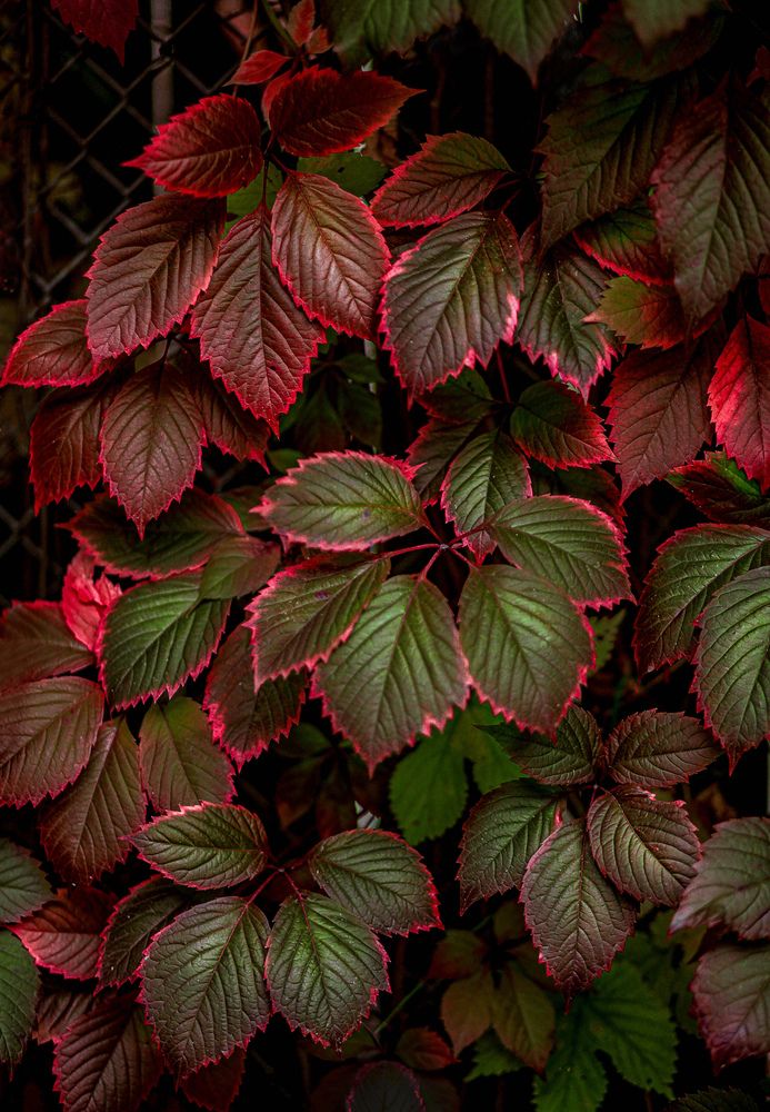 Photograph by Светлана Кавказская