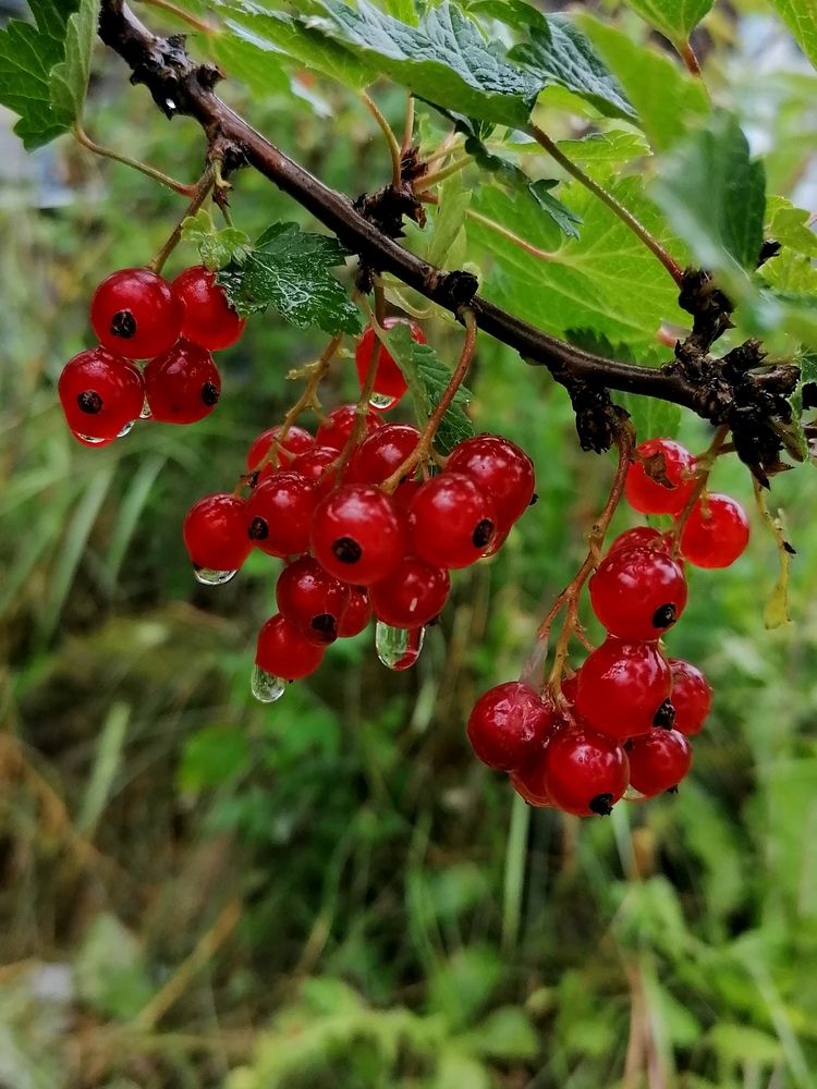 После дождя