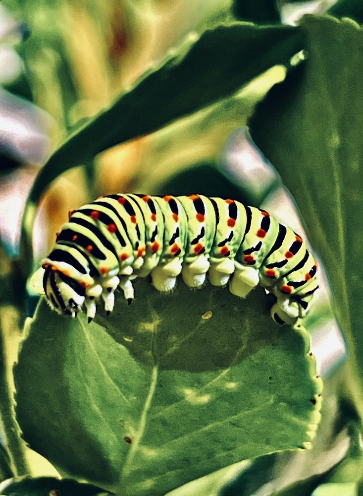 Photograph by Eleni Christogianni