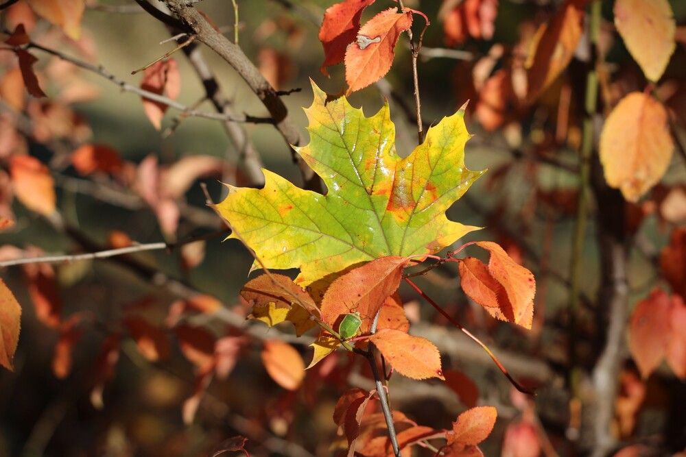 Photograph by Любовь Войводич