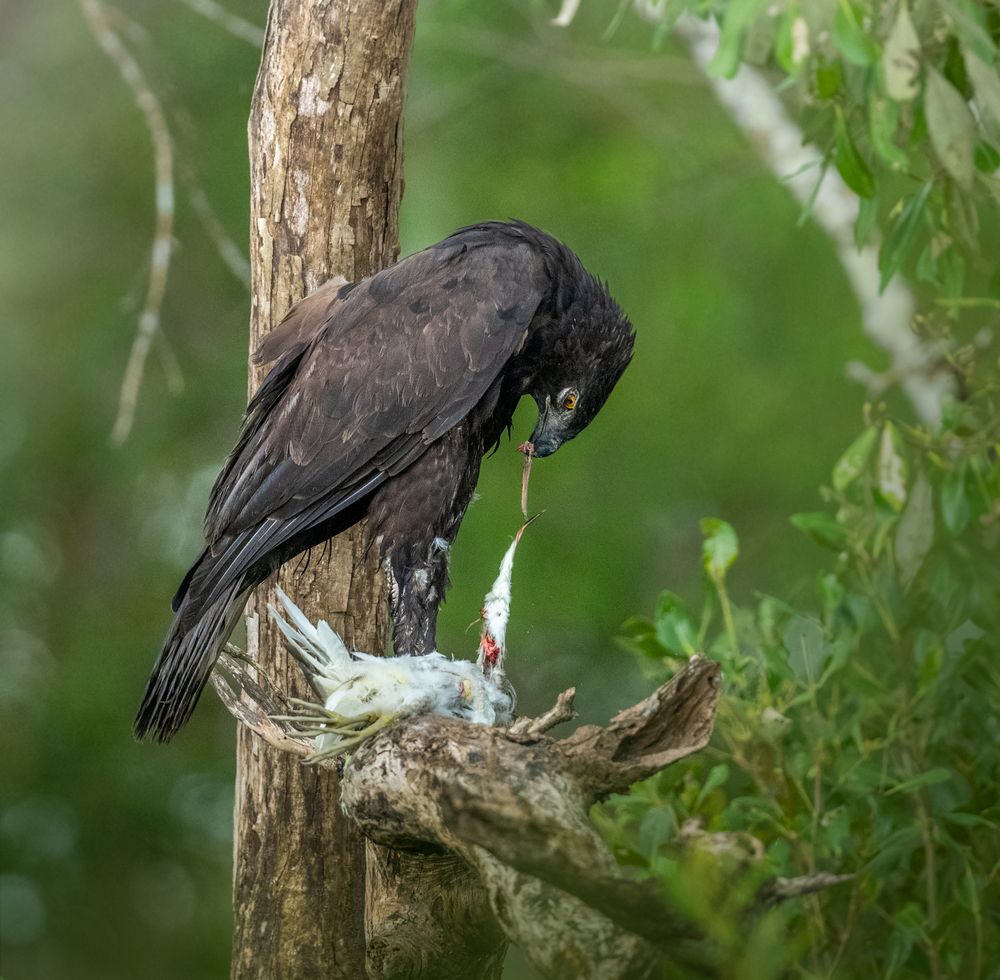 Photograph by Amrit Raj Sarkar