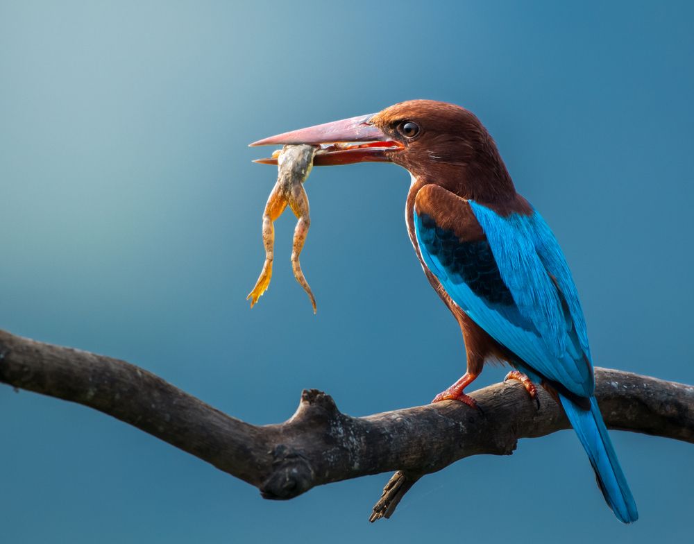 Photograph by Amrit Raj Sarkar