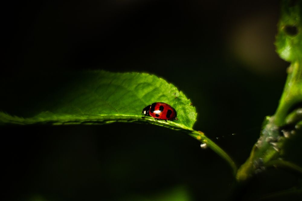 Photograph by Aleksey Maevskiy