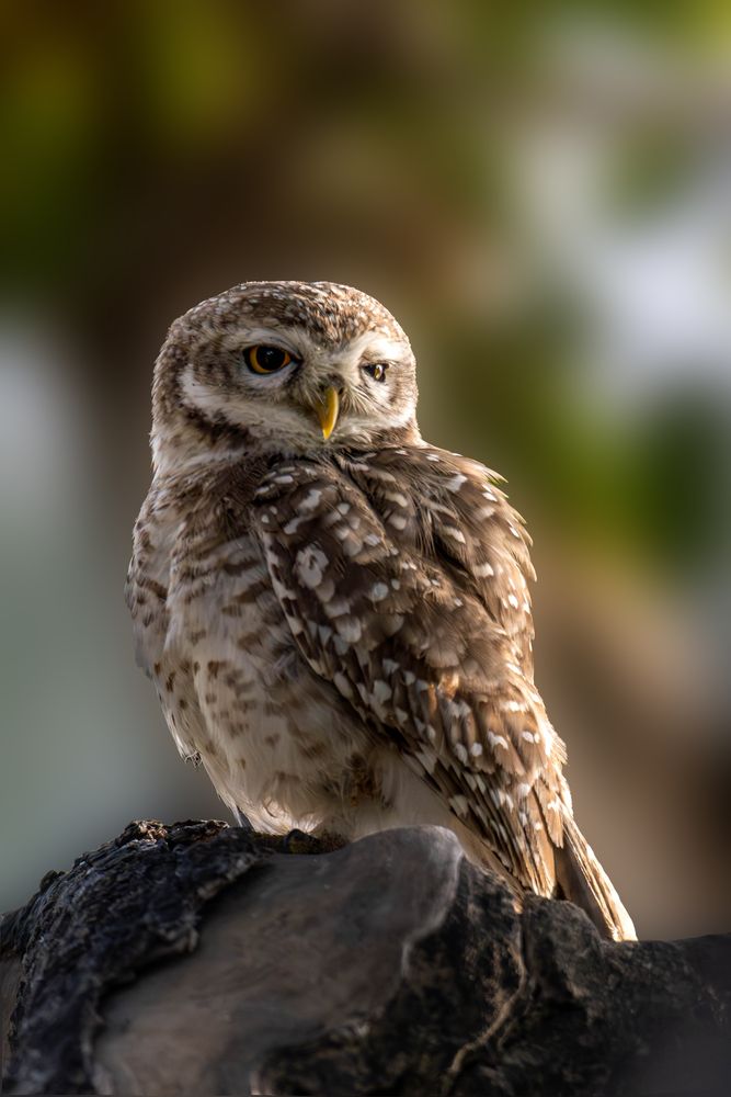 Photograph by Purnendu Bagchi