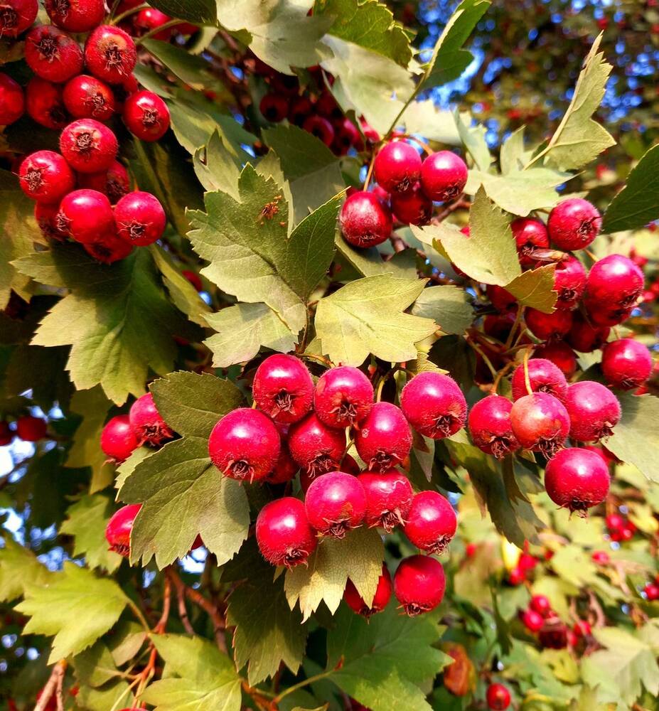 Photograph by Ольга Юрченко