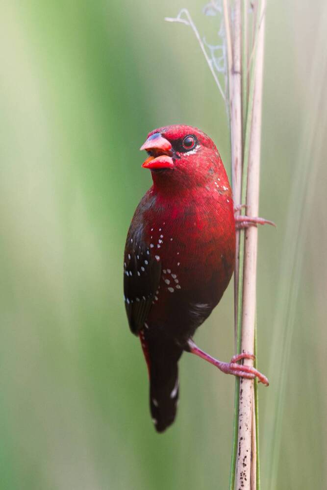 Photograph by Pritam Mandal