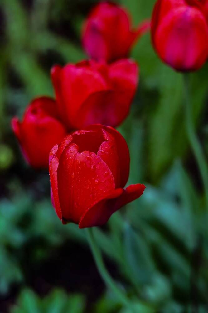 Photograph by Руслана Ковалевская