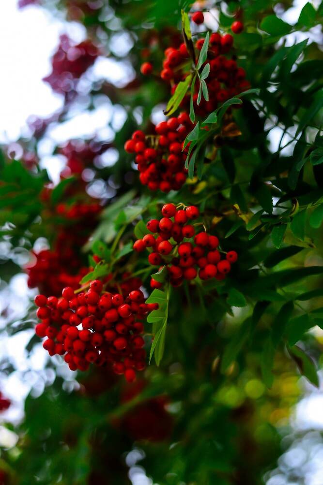 Photograph by Руслана Ковалевская