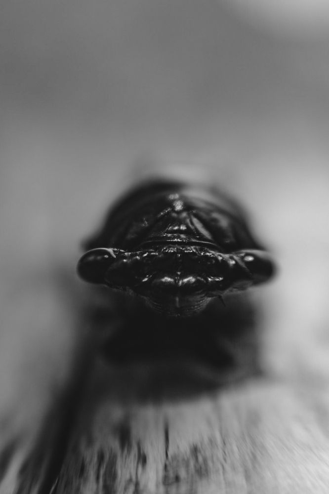 Photograph by Эльвира Полудницына