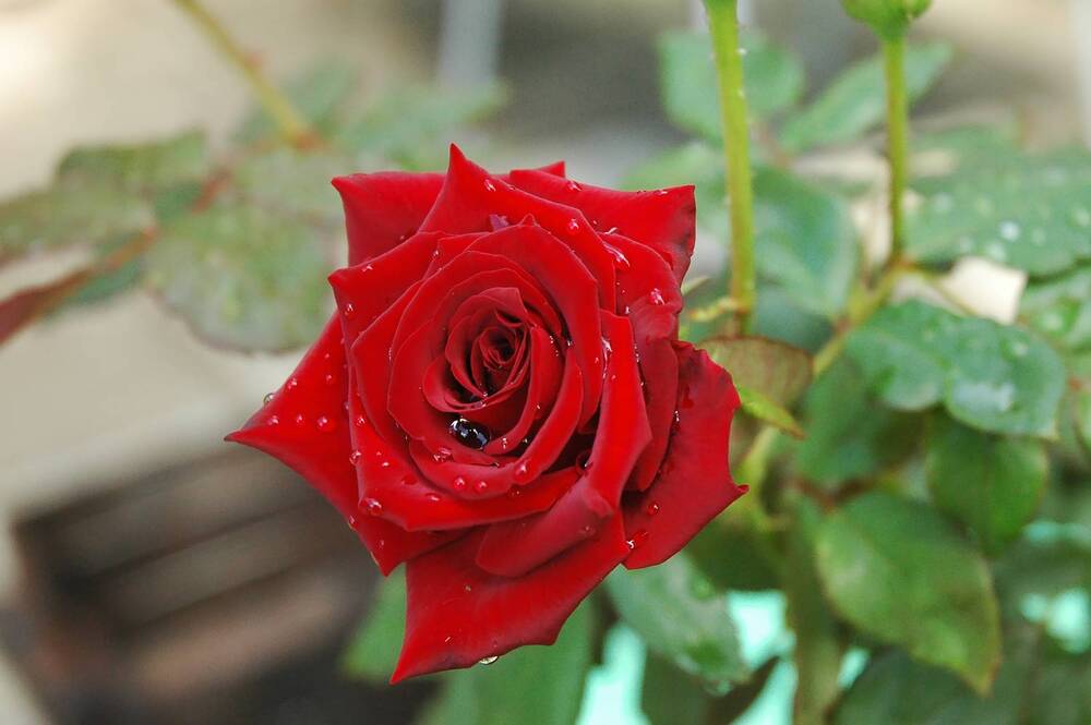 Photograph by Eliseev Nikolay