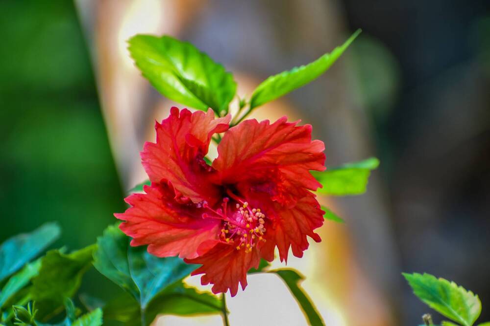 Photograph by Kamal Bhattacharjya