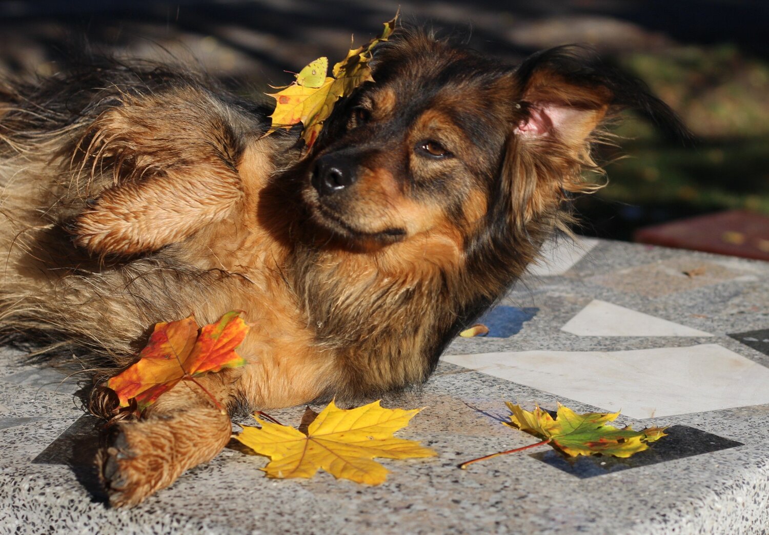 Photo #12762426