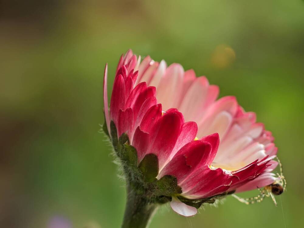 Photograph by Alexandr Gorelenkov