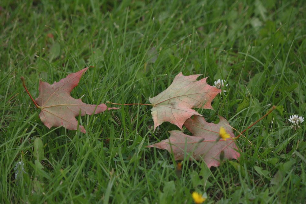 Вот и осень