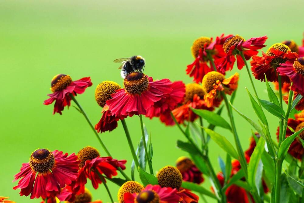 Фотография автора Елена Викторовна
