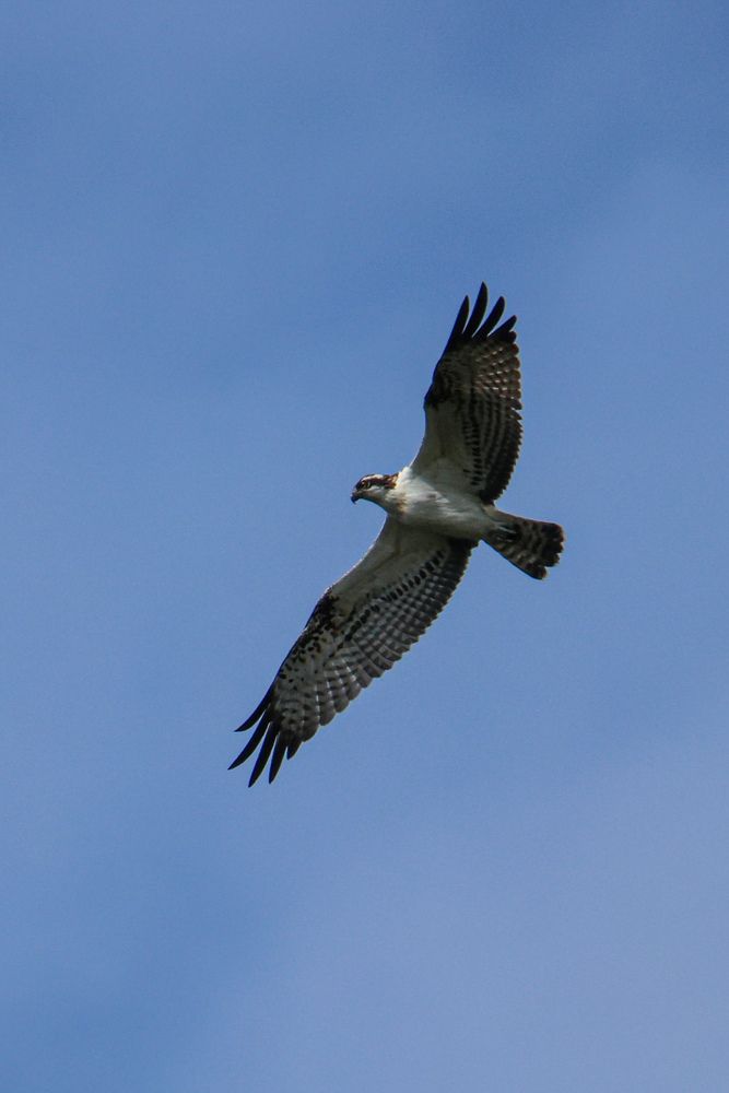 Photograph by Evgenia Korchagova