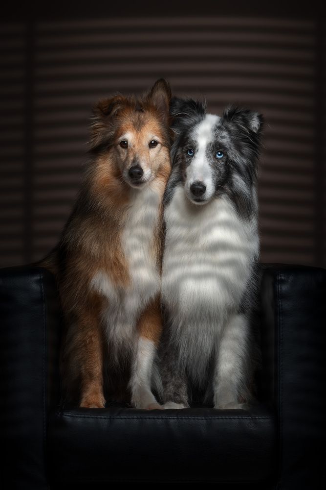 Twins