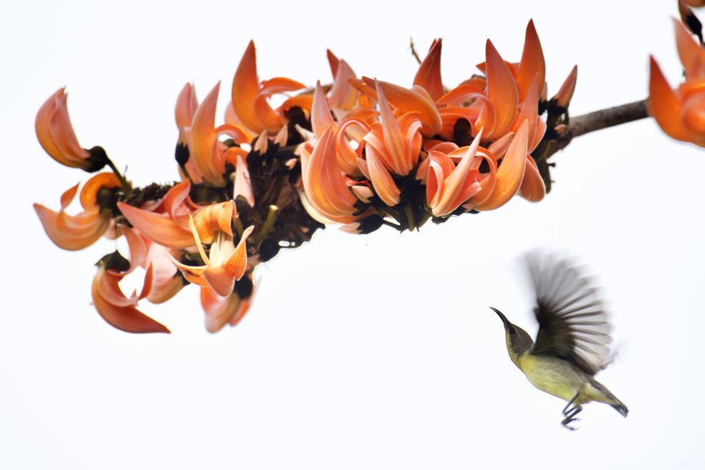 Photograph by BIPLAB MISRA