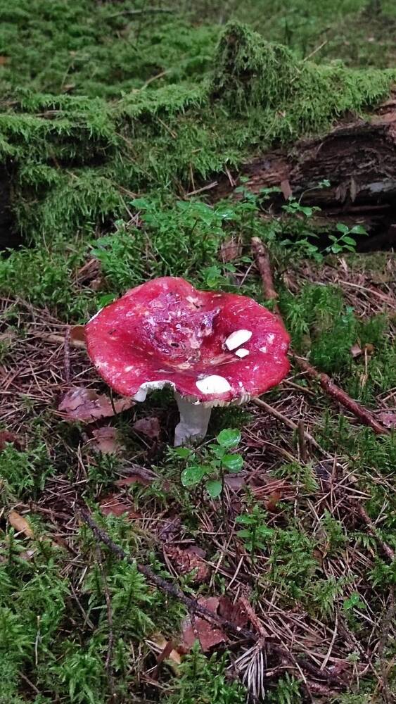 Photograph by Evgenia Korchagova