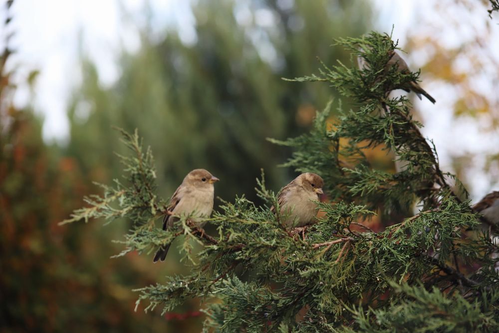 Фотография автора Tatyana Salieva