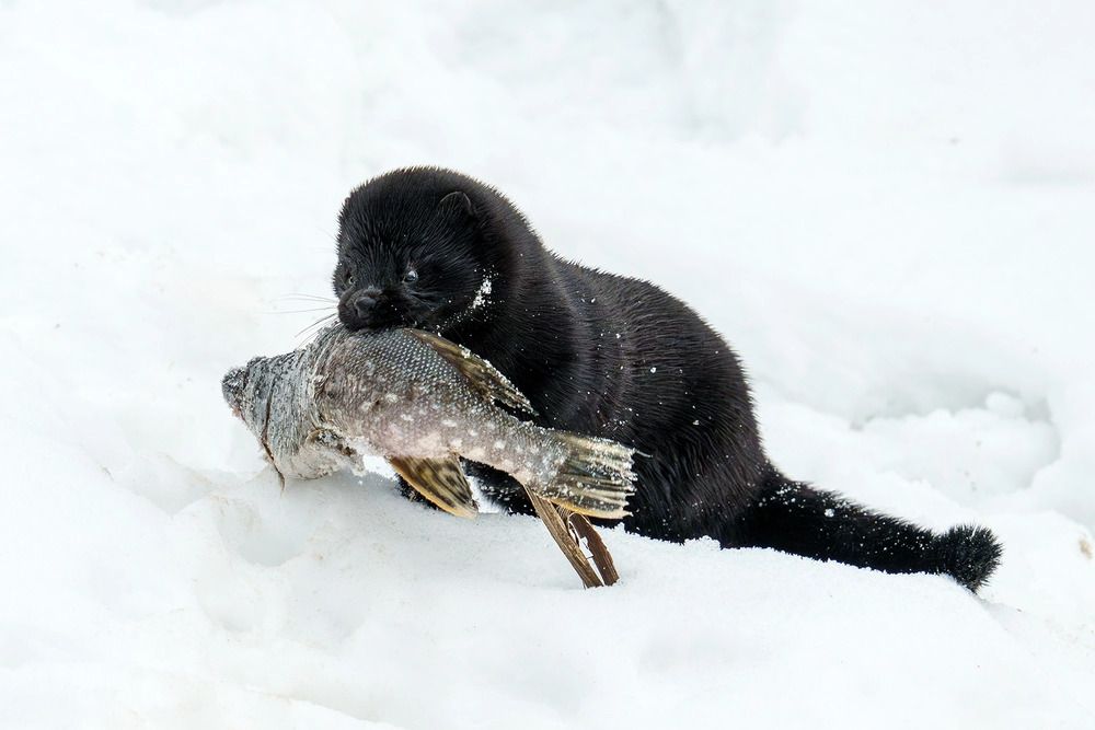 Да я сама офигела от улова!