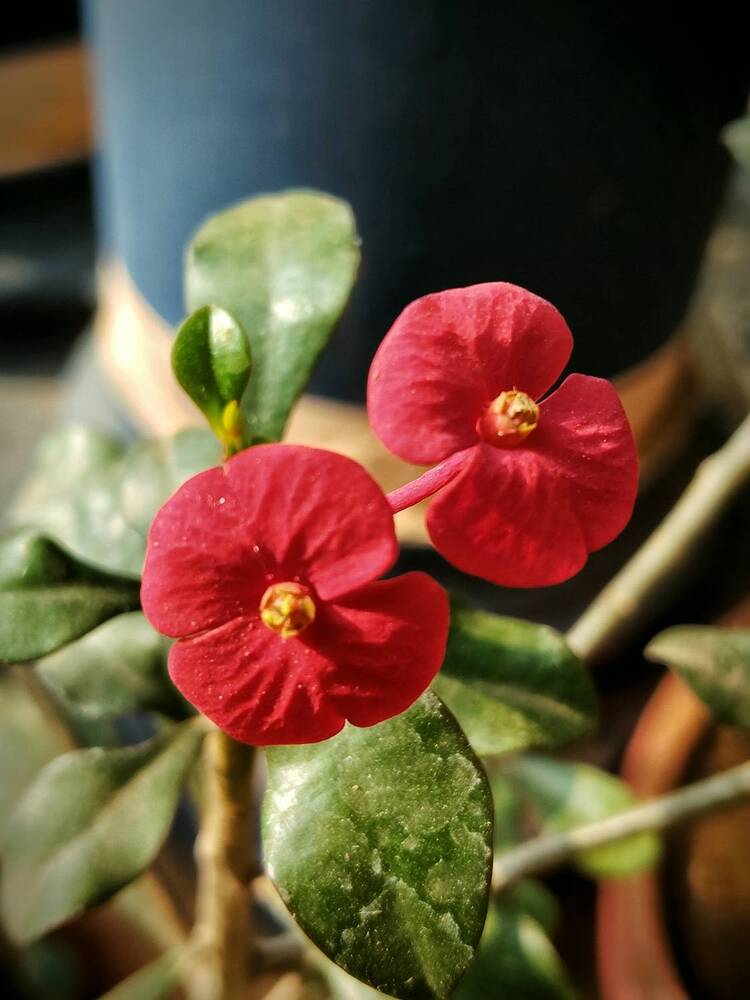 Фотография автора Captured Chronicles