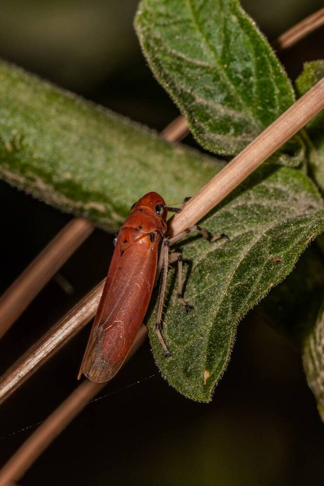 Photograph by Shalini Jain