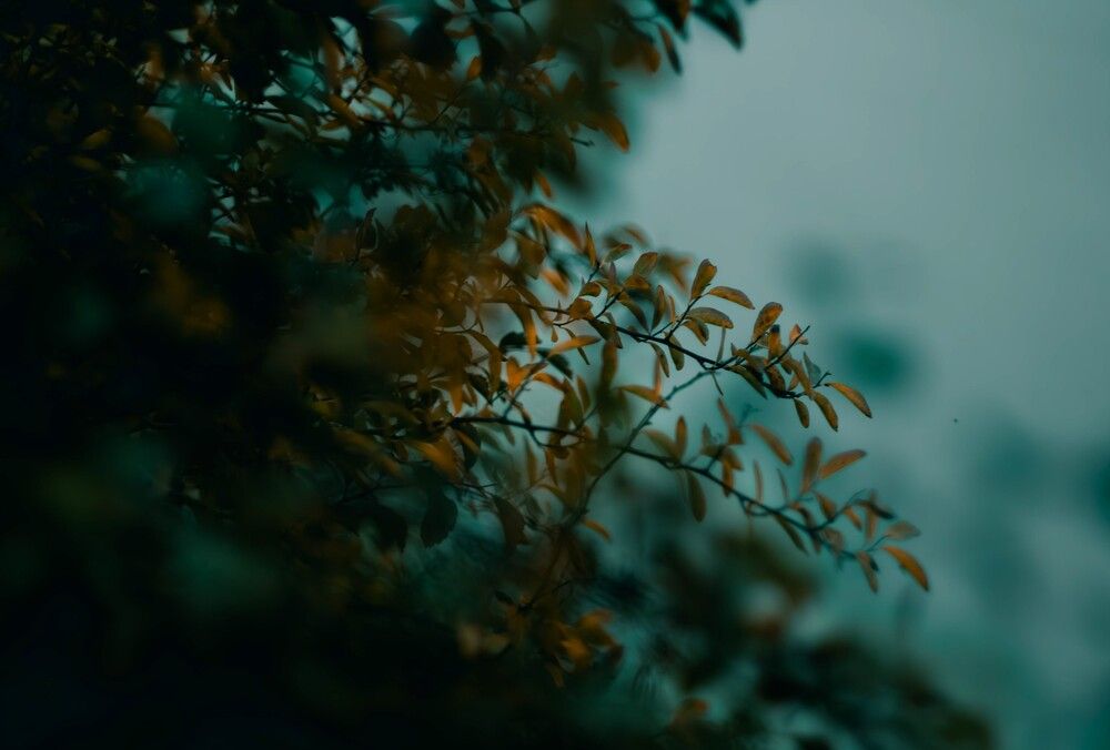 Фотография автора Алина Руденко