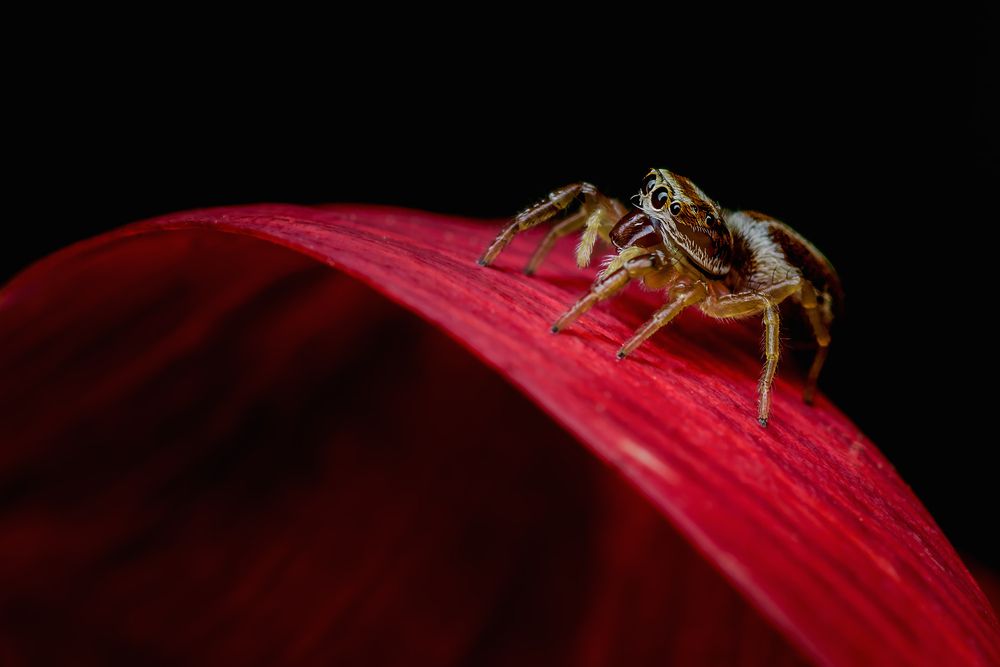 Photograph by Dino Sirica