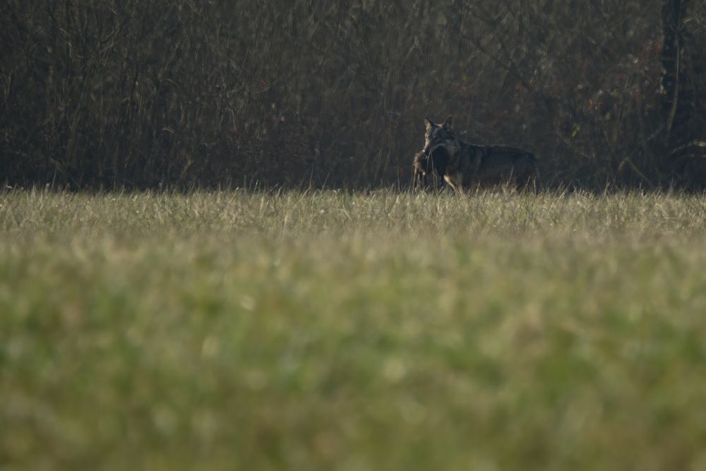 Photograph by Dino Sirica