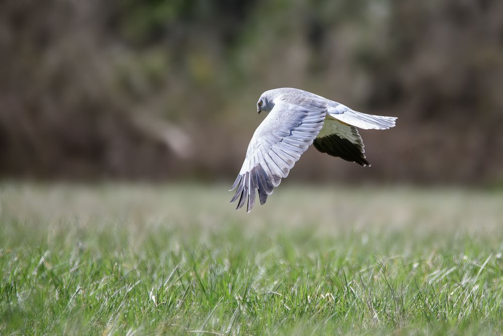 Photograph by Dino Sirica