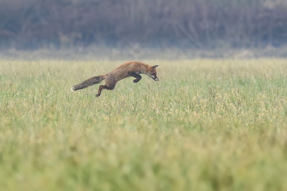 Photograph by Dino Sirica