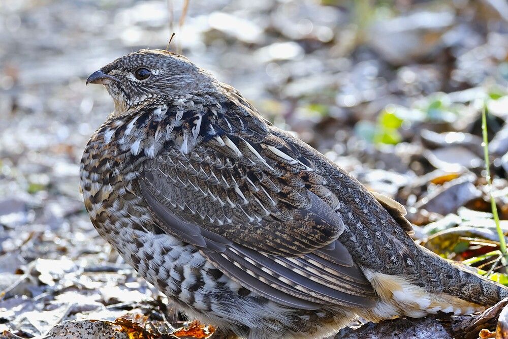 Фотография автора Elliot