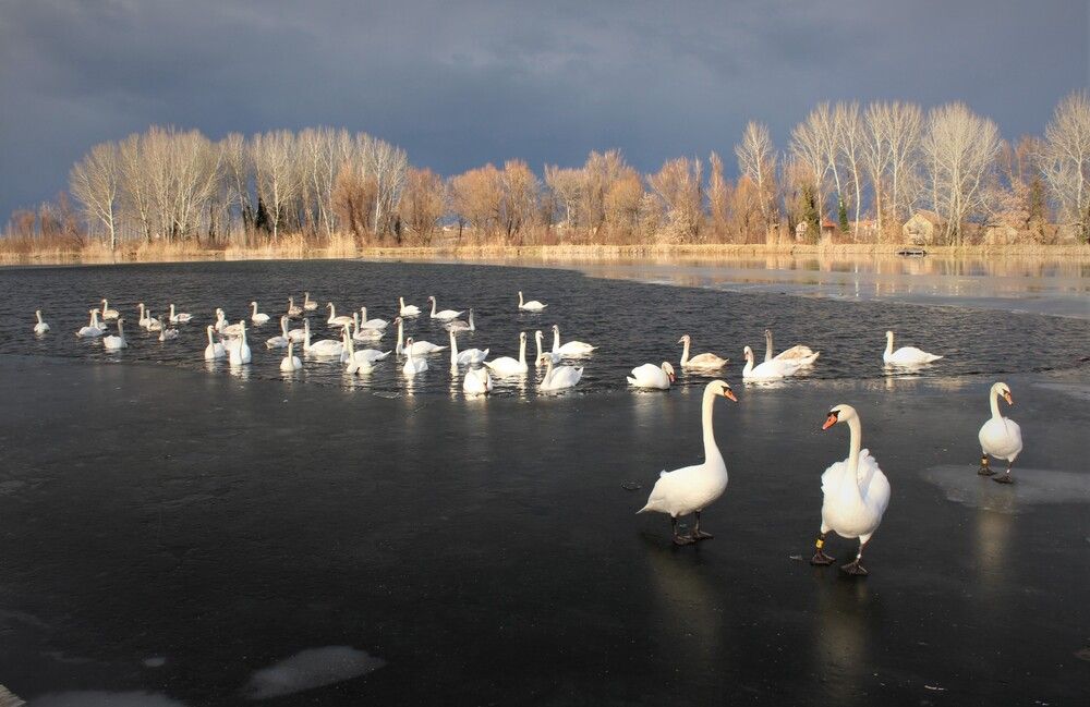 Photograph by Любовь Войводич