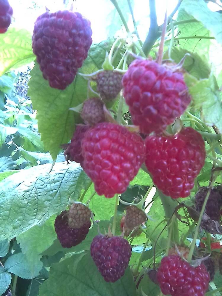 Photograph by карякина мария