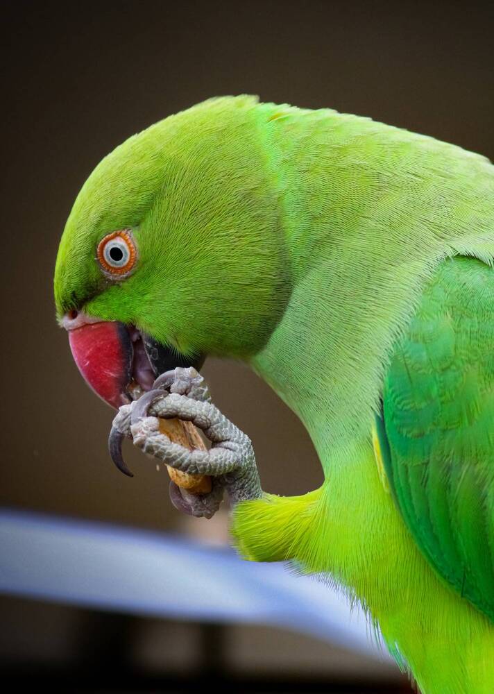 Photograph by Kaustav Ghosh