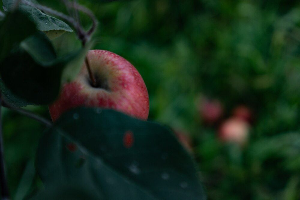 Photograph by NastЯ