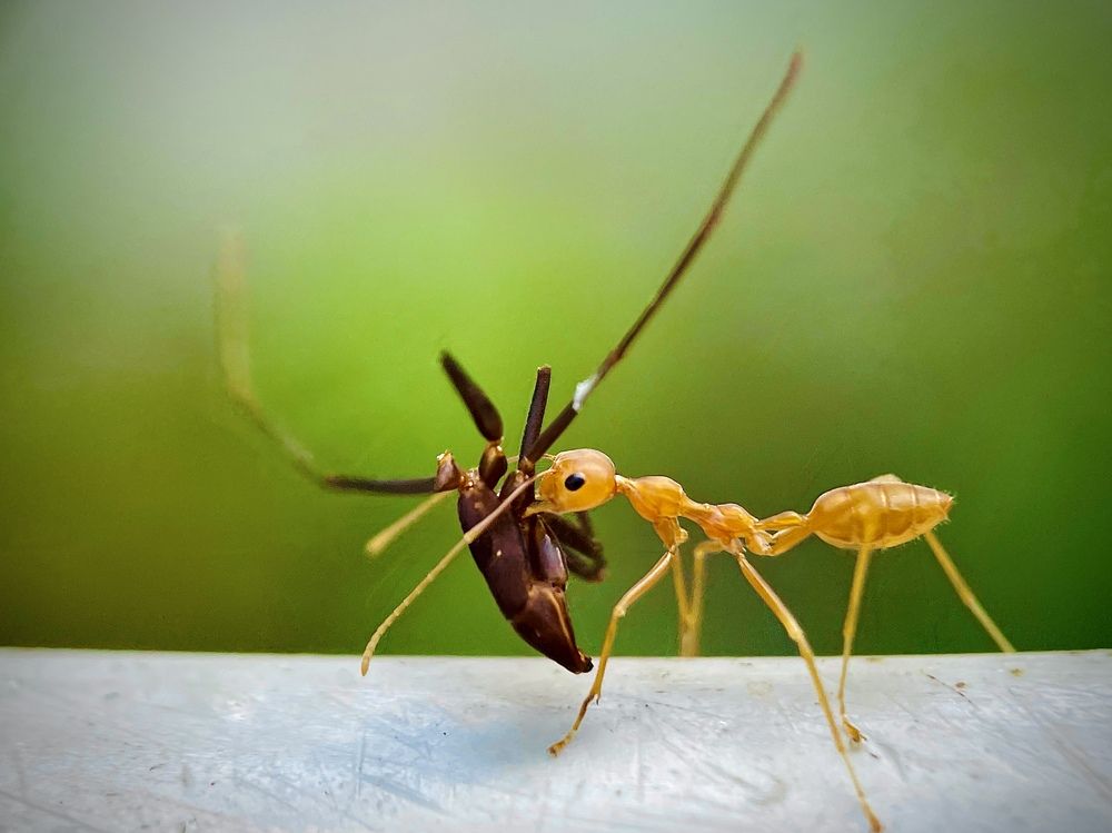 Photograph by BIPLAB MISRA