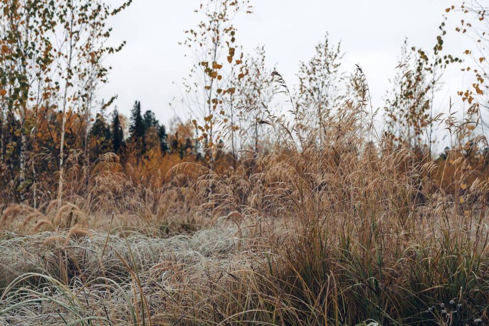 Фотография автора Мария Шишкина