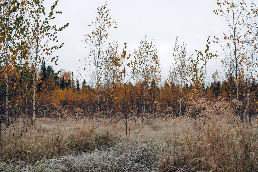 Фотография автора Мария Шишкина