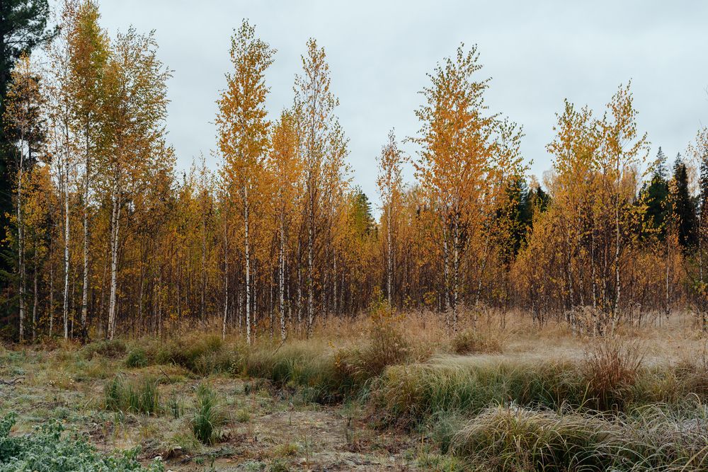 Фотография автора Мария Шишкина