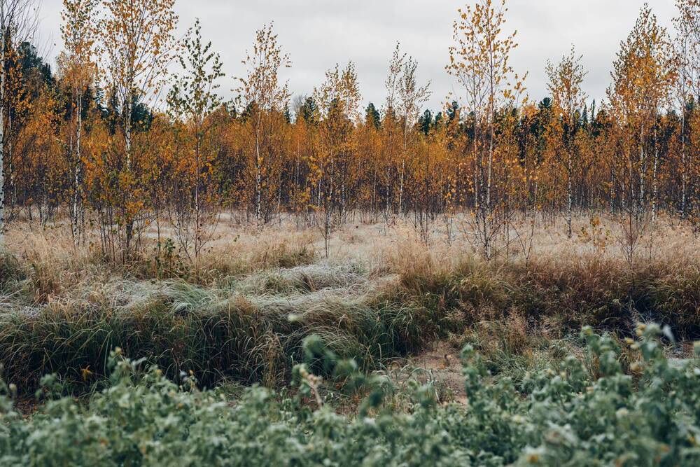 Фотография автора Мария Шишкина
