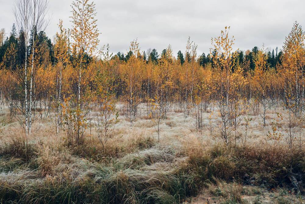 Фотография автора Мария Шишкина