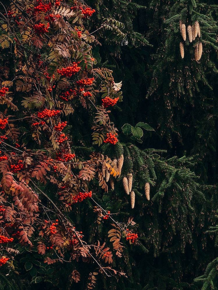 Фотография автора Анна Ворончихина